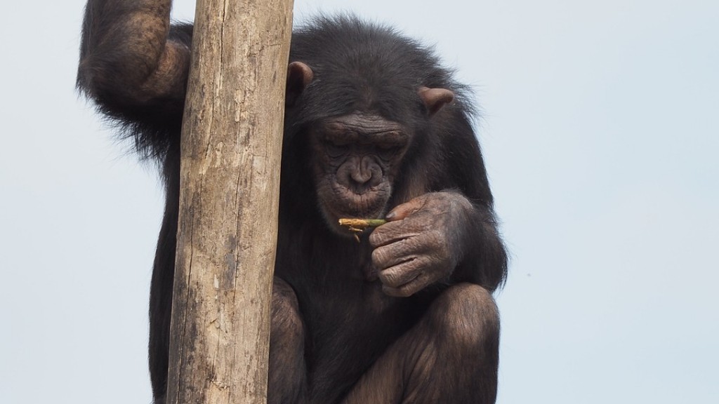 如何用粘土制作黑猩猩