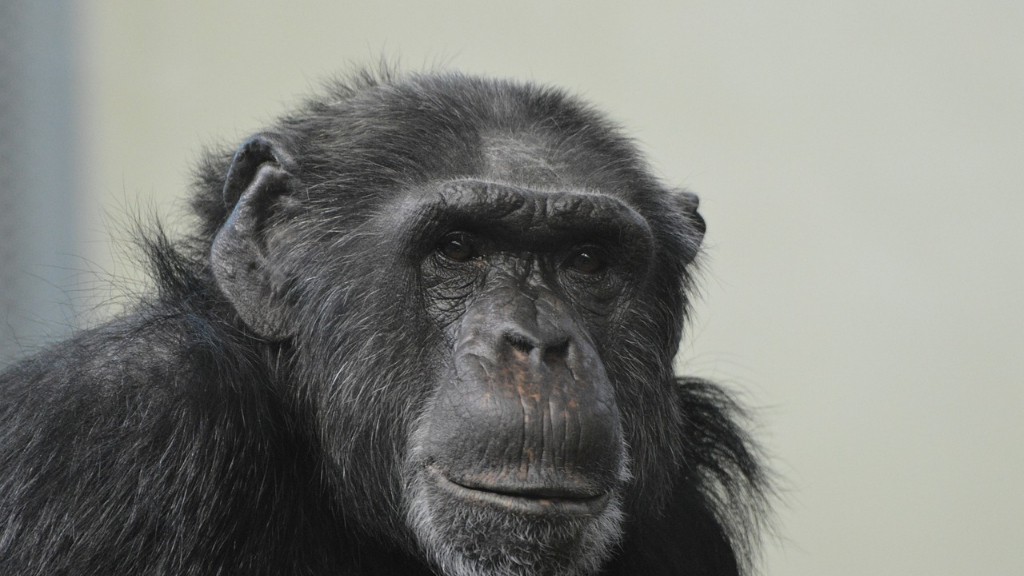 人类有黑猩猩的DNA吗
