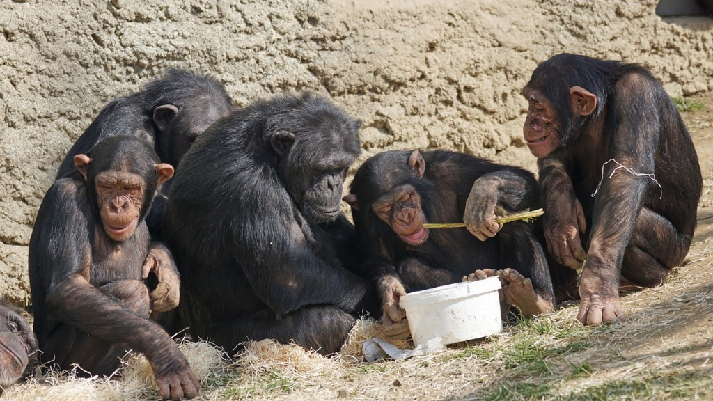 黑猩猩如何吃香蕉