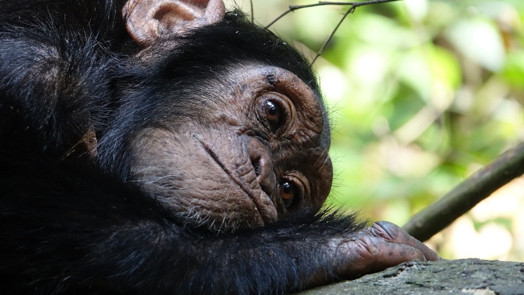 一位名人拥有一只名叫“泡泡”的黑猩猩