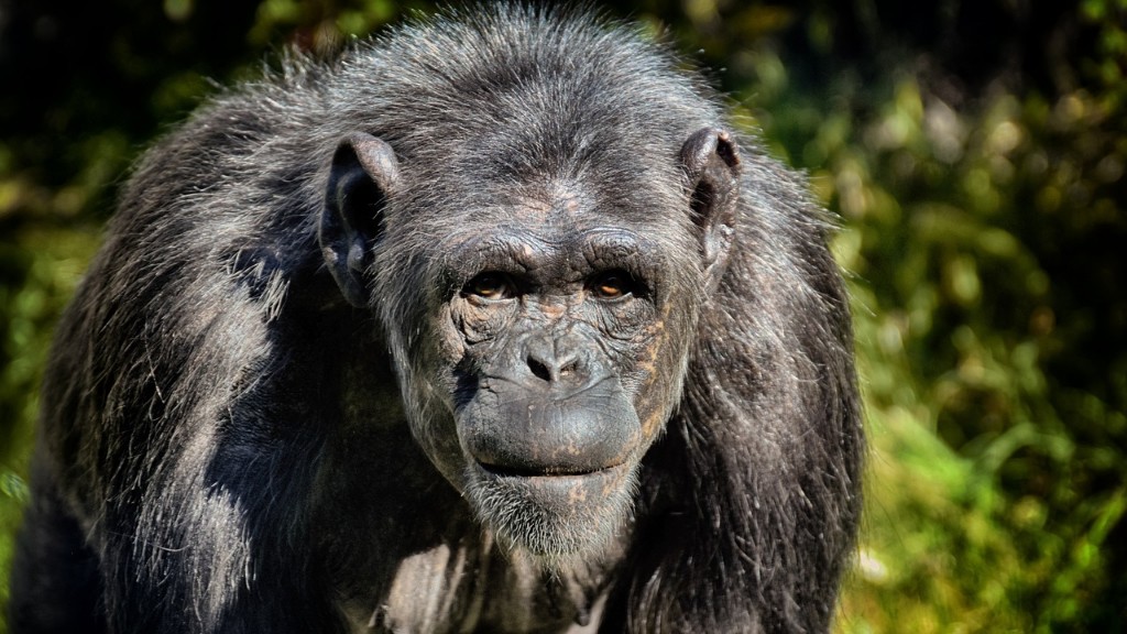 黑猩猩的营养水平是多少