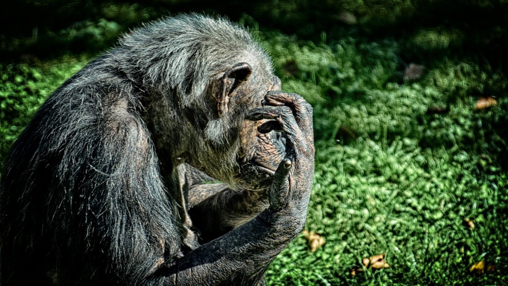 # 黑猩猩妈妈会教她的孩子什么？