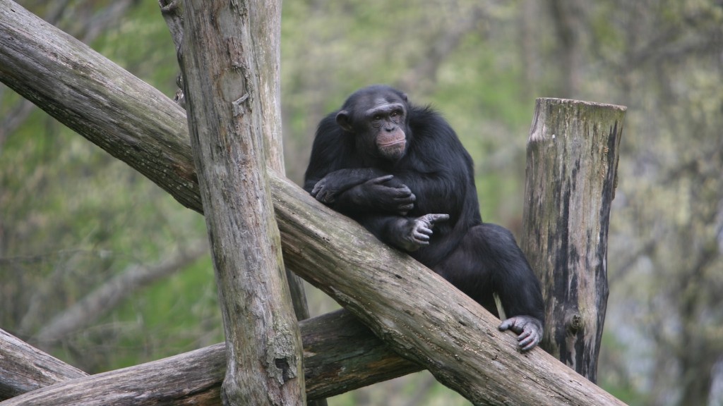 《宋飞传》中的黑猩猩是否攻击过人