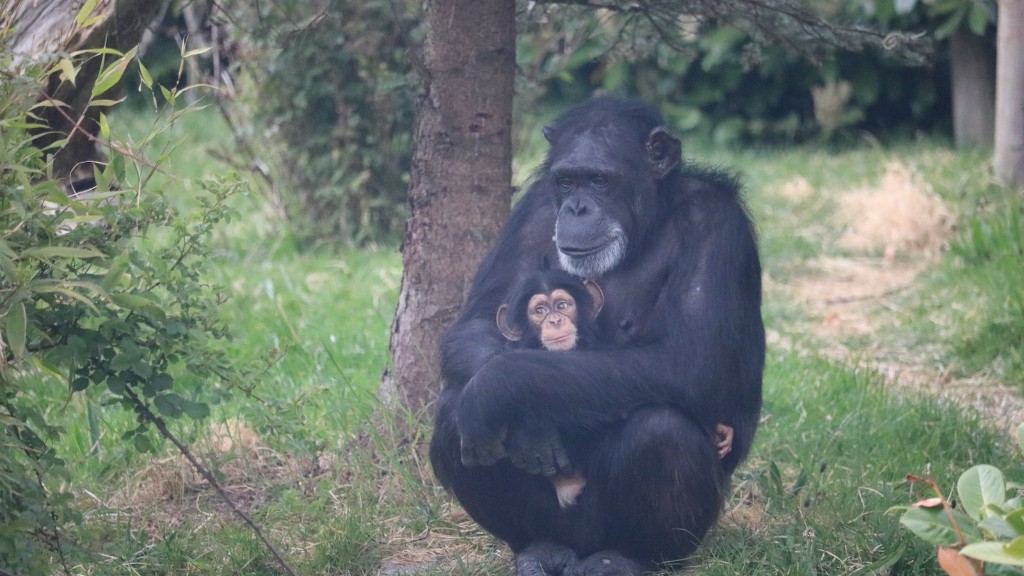 受过训练的黑猩猩多少钱