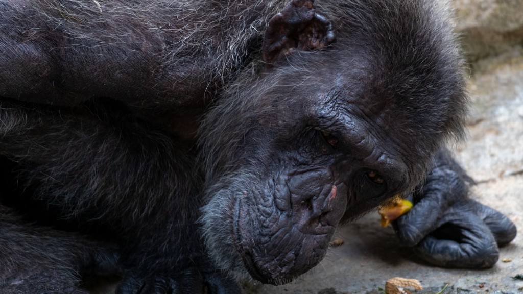 黑猩猩有攻击性吗