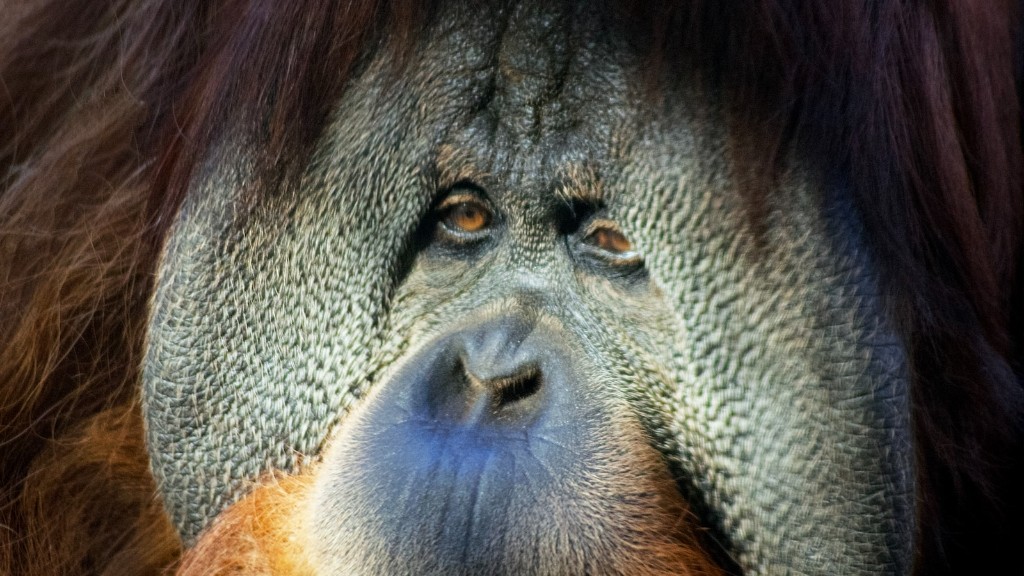 婆罗洲猩猩的栖息地是什么